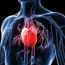 Kardiovaskularni sistem