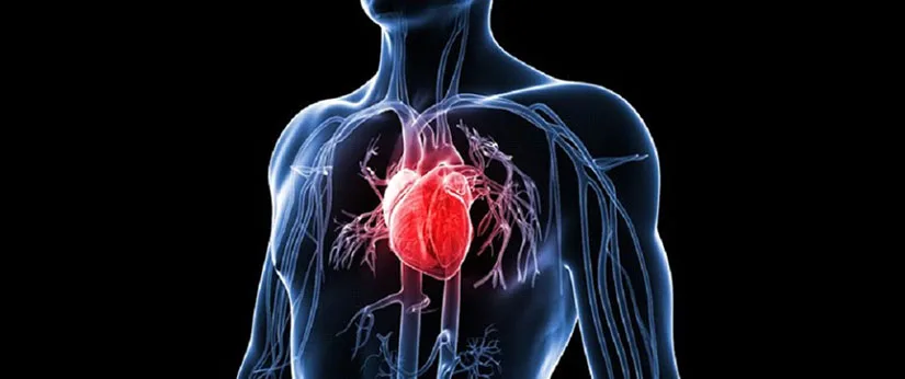 Kolegium Medic Klinika Beograd Internista Kardiovaskularni Sistem