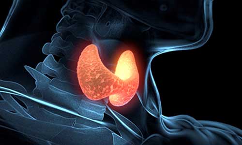 stitasta-zlezda Stitasta zlezda